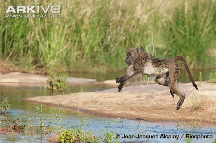 Southern-chacma-baboon-jumping-across-river