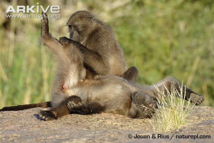 Southern-chacma-baboons-allogrooming - x72-Babuinul chacma