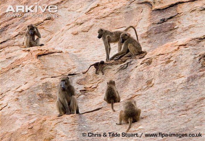 Southern-chacma-baboon-troop-on-cliff - x72-Babuinul chacma