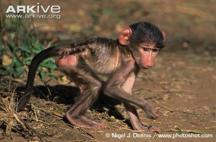 Young-southern-chacma-baboon-side-view