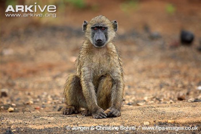 Young-southern-chacma-baboon-sitting - x72-Babuinul chacma