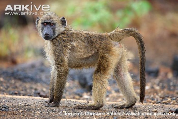 Young-southern-chacma-baboon-with-damp-hair-from-rain - x72-Babuinul chacma