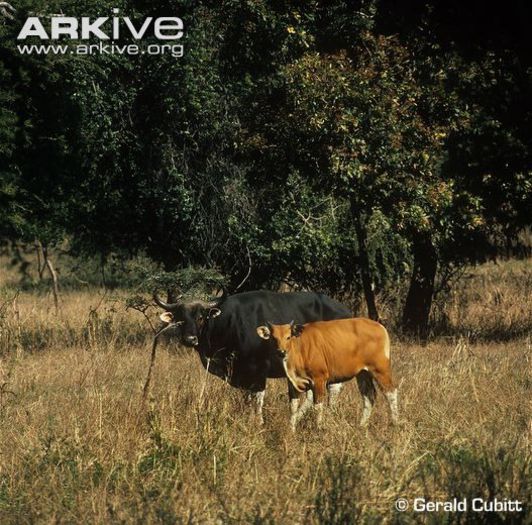 Banteng-bull-and-cow