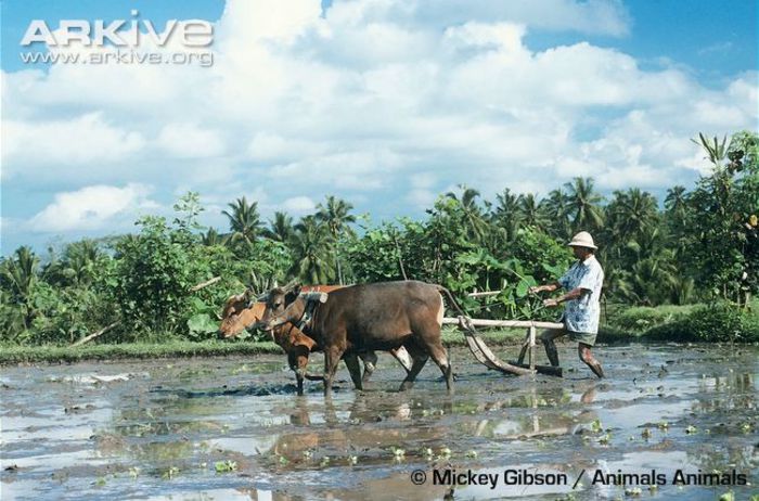 Banteng-ploughing-fields