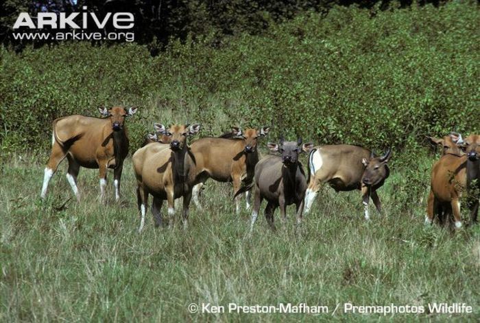 Female-and-young-bull-bantengs-on-rainforest-edge - x73-Bantengul