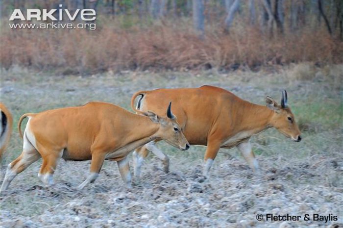 Female-banteng-running-through-grassland - x73-Bantengul