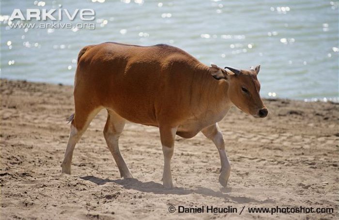 Female-banteng-walking-across-beach - x73-Bantengul