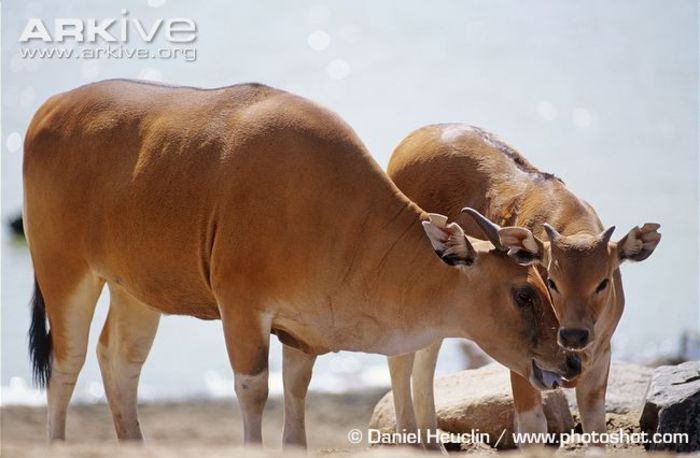 Female-banteng-with-calf - x73-Bantengul