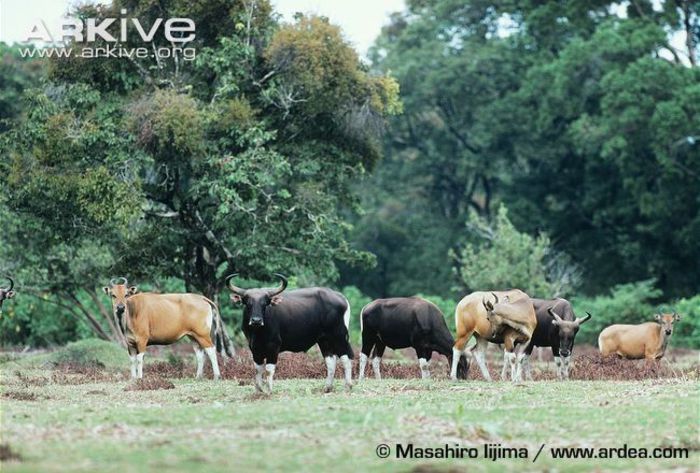 Group-of-Javan-banteng-at-forest-edge - x73-Bantengul