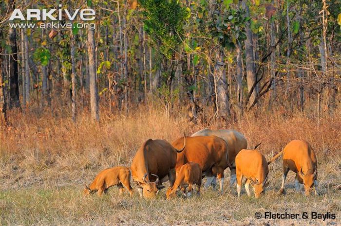 Group-of-male-and-female-banteng-drinking-from-watering-hole-in-forest