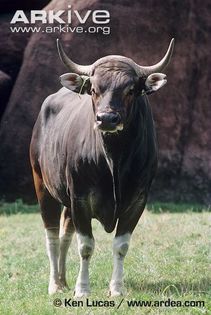 Male-banteng (1) - x73-Bantengul