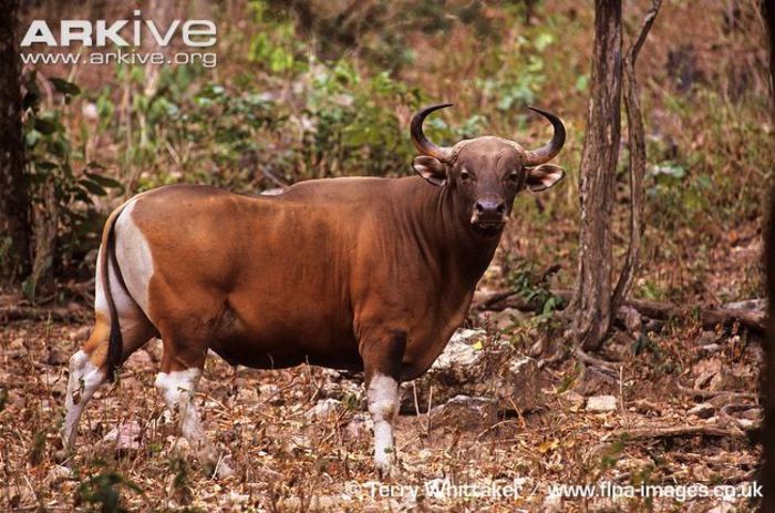 Male-banteng-in-forest - x73-Bantengul