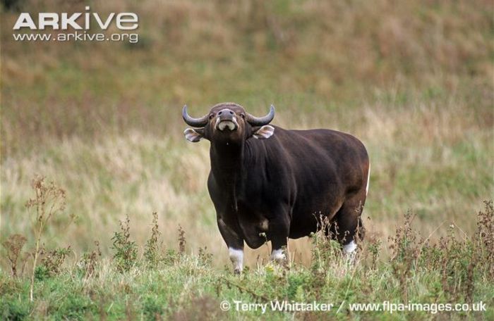 Male-banteng-sniffing-air - x73-Bantengul