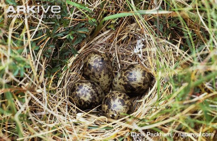 Common+Snipe+nest+61374 - x74-Becatina comuna