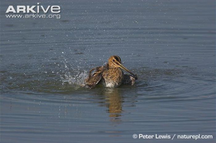 Common-snipe-bathing