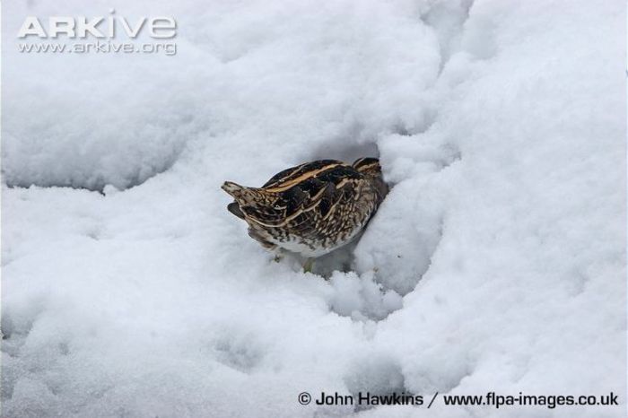 Common-snipe-feeding-in-snow Common-snipe-feeding-in-snow
