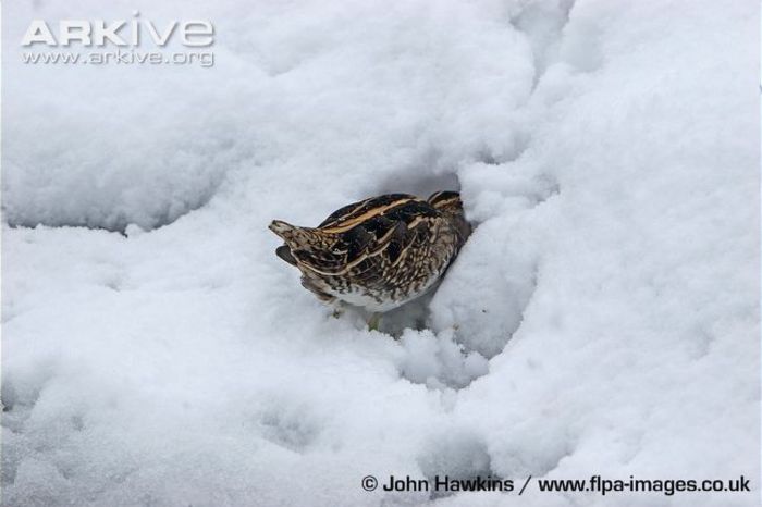 Common-snipe-feeding-in-snow - x74-Becatina comuna