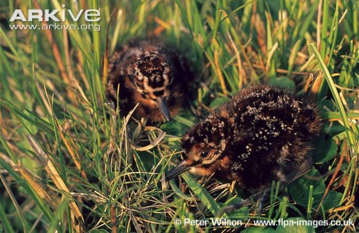 Common-snipe-hatchlings-in-grass - x74-Becatina comuna