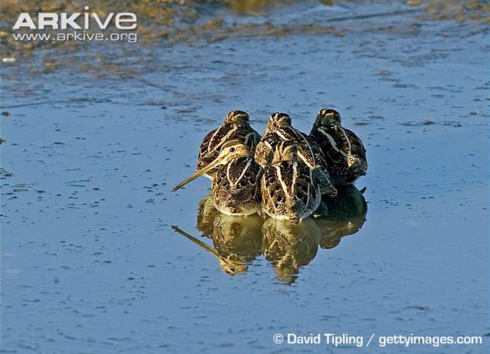 Common-snipe-huddled-to-roost-in-water - x74-Becatina comuna