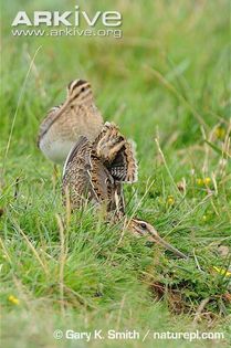 Common-snipe-male-displaying-to-female