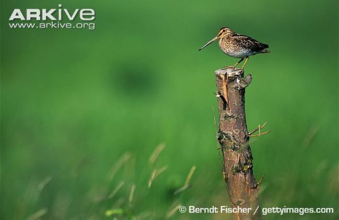 Common-snipe-perched-on-post - x74-Becatina comuna