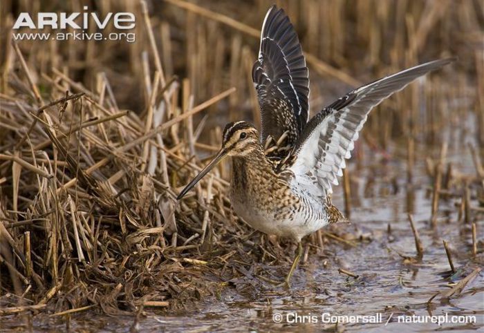 Common-snipe-streching-wings - x74-Becatina comuna