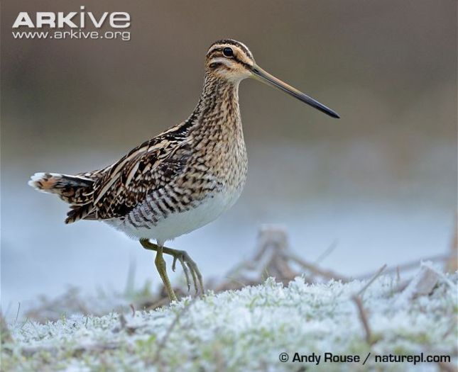 Common-snipe-walking-on-frosy-ground - x74-Becatina comuna