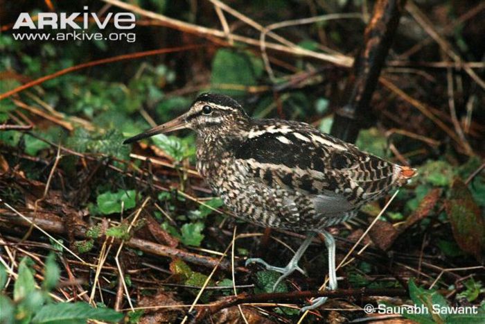 wood-snipe