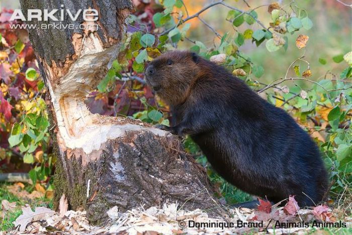 American-beaver-felling-a-tree - x75-Biberul
