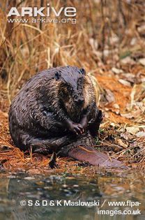 American-beaver-grooming