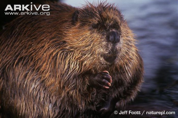American-beaver-grooming (1) - x75-Biberul