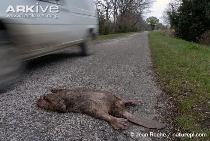 Dead-Eurasian-beaver-killed-by-traffic - x75-Biberul