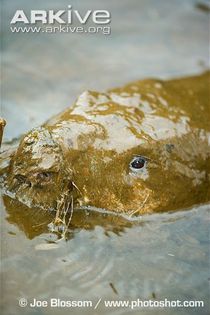 Eurasian-beaver-covered-in-mud-after-diving-to-the-bottom