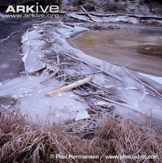 Eurasian-beaver-dam-frozen-in-winter - x75-Biberul