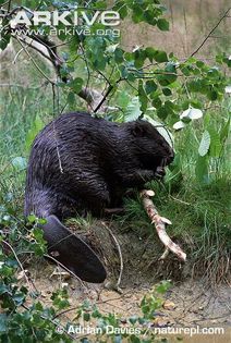 Eurasian-beaver-dark-morph-on-river-bank - x75-Biberul