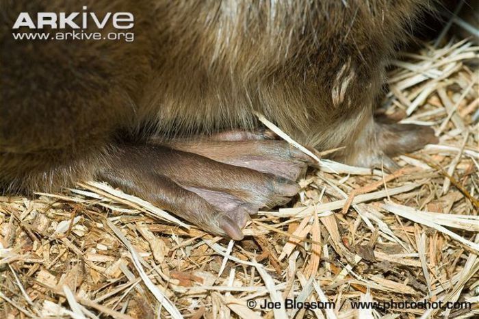 Eurasian-beaver-detail-of-feet - x75-Biberul