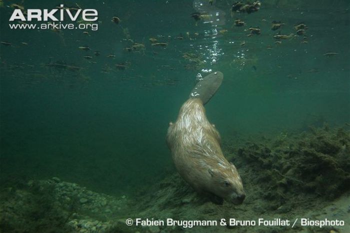 Eurasian-beaver-diving