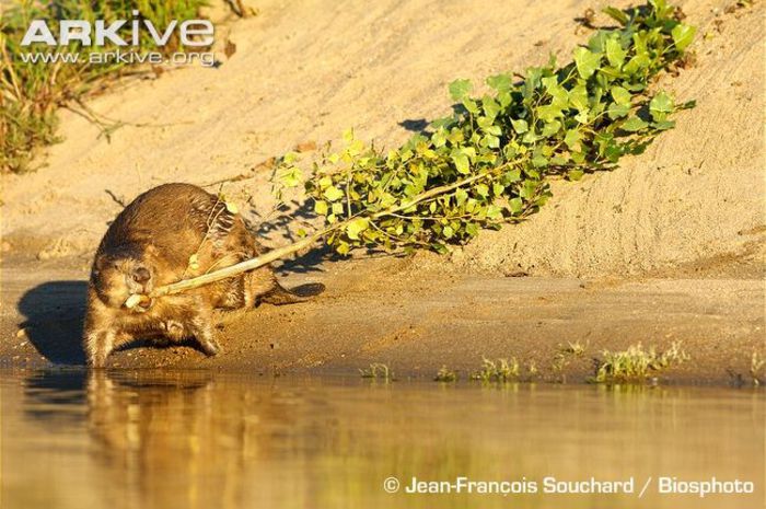 Eurasian-beaver-dragging-a-poplar-down-to-water - x75-Biberul