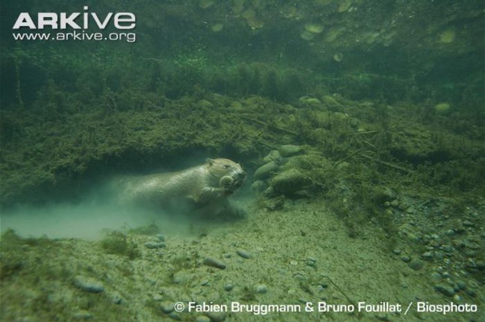 Eurasian-beaver-emerging-from-underwater-den-entrance - x75-Biberul