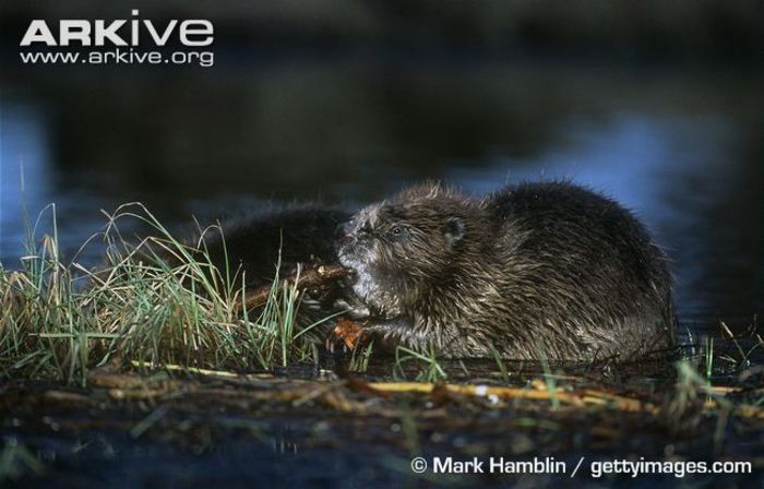 Eurasian-beaver-feeding