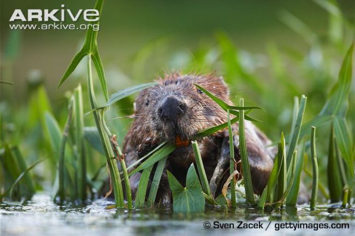 Eurasian-beaver-feeding-anterior-view