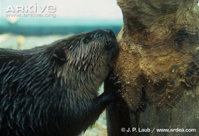 Eurasian-beaver-gnawing-at-tree-trunk - x75-Biberul