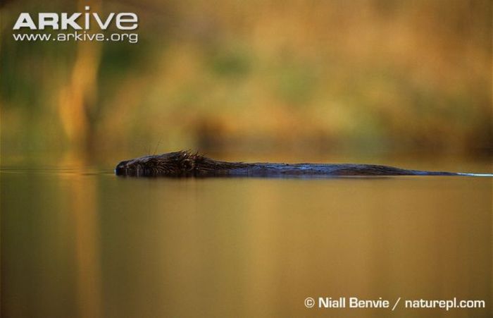 Eurasian-beaver-swimming-at-surface-of-water