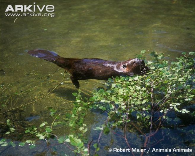 Eurasian-beaver-using-its-tail-as-a-buoyancy-aid-whilst-feeding - x75-Biberul