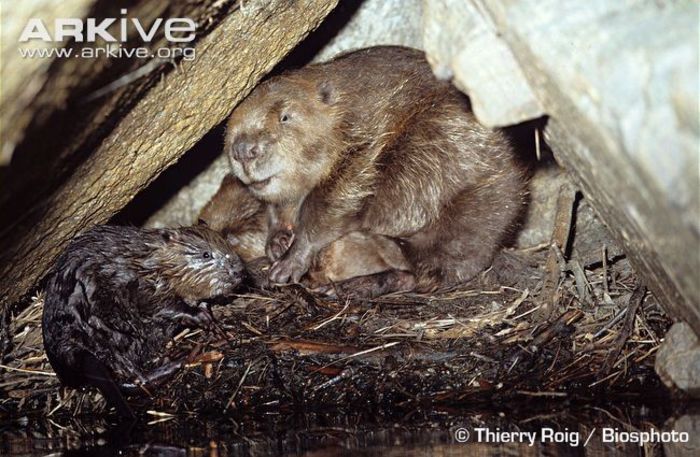 Female-Eurasian-beaver-at-den-with-juveniles - x75-Biberul
