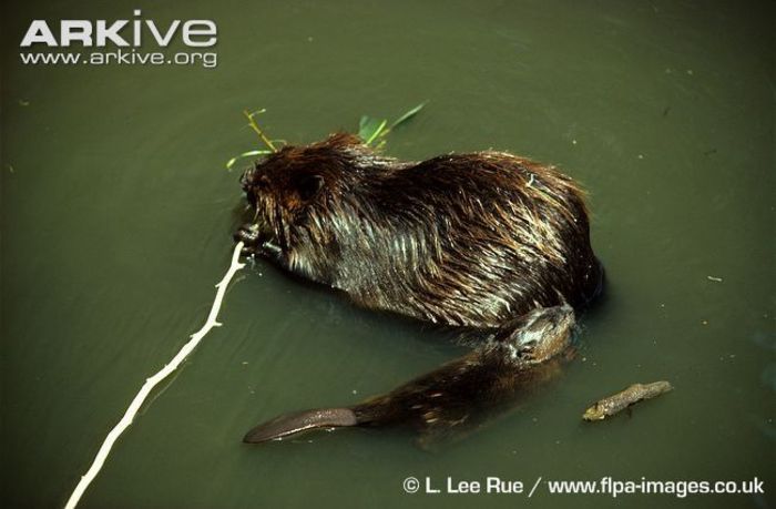 Juvenile-American-beaver-with-adult-in-the-water - x75-Biberul