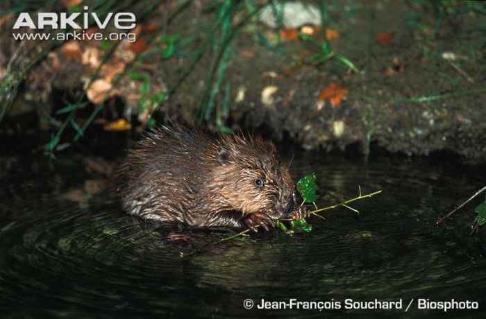 Juvenile-Eurasian-beaver-feeding - x75-Biberul