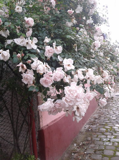 trandafir - trandafiri