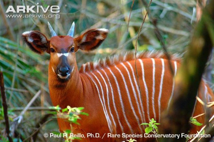 Juvenile-female-eastern-bongo - x76-Bongo
