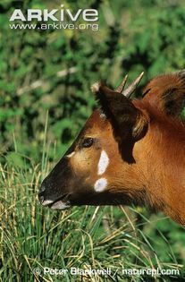 Young-eastern-bongo-portrait - x76-Bongo